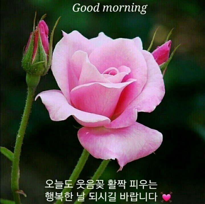 향기 이미지