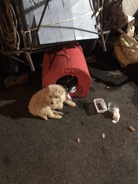 길에 버려진 새끼강아지 보고가주라ㅠㅠㅠ | 인스티즈
