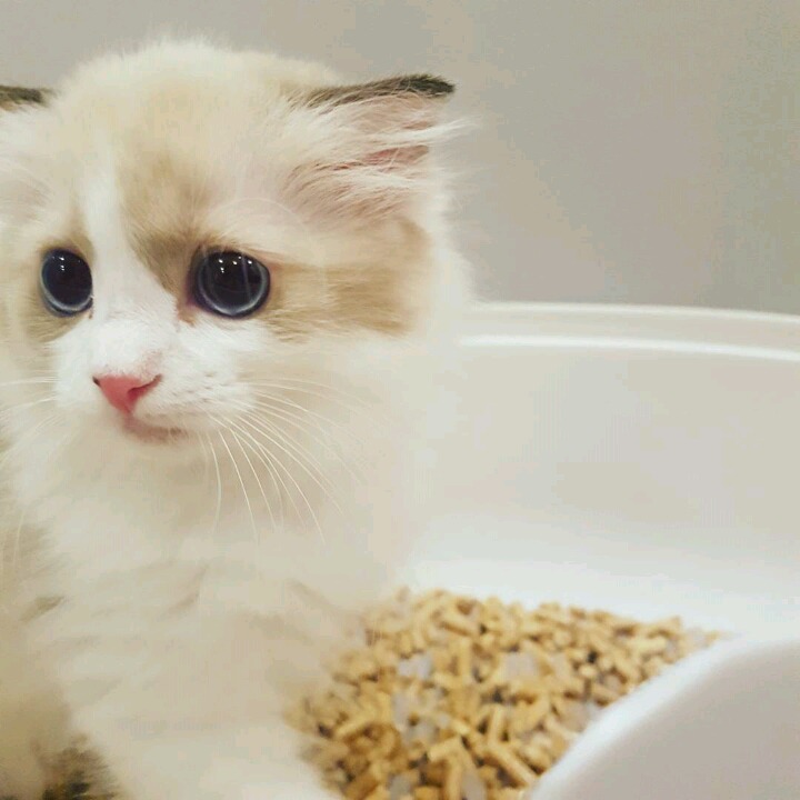 걸스데이 소진이 기르는 고양이 룽지 | 인스티즈