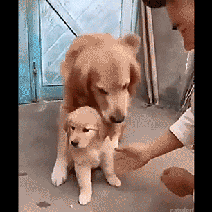 새끼보호하는 어미 개.gif | 인스티즈