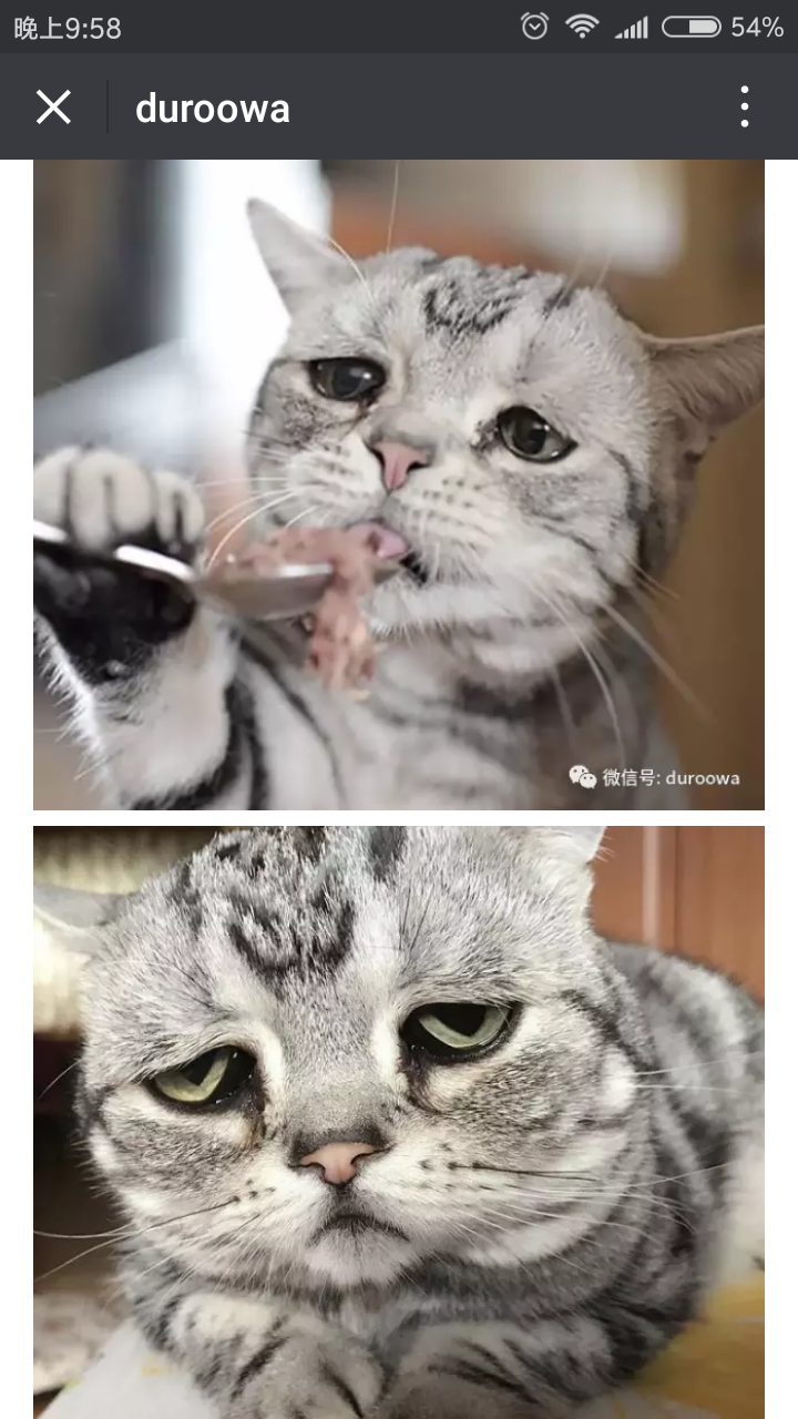 억울하다냥ㅠㅠ | 인스티즈