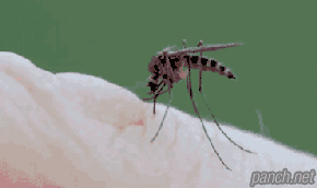 혈관 피 빨아 먹는 모기 .gif | 인스티즈