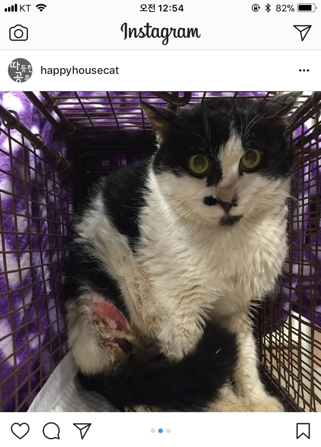 살이 썩어 문드러진상태로 밥을 먹겠다고 통덫에 들어간 고양이를 도와줘 🙏🏼 (사진주의...) | 인스티즈