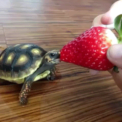 딸기 맛있게 먹는 거북이.jpg | 인스티즈