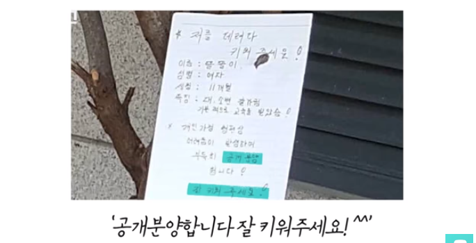 폭염 속 버려진 똘똘이가 모니로 개명한 사연 | 인스티즈