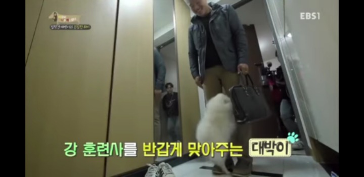 [고양이를부탁해] 세나개 강아지들과 고양이의 차이.jpg | 인스티즈