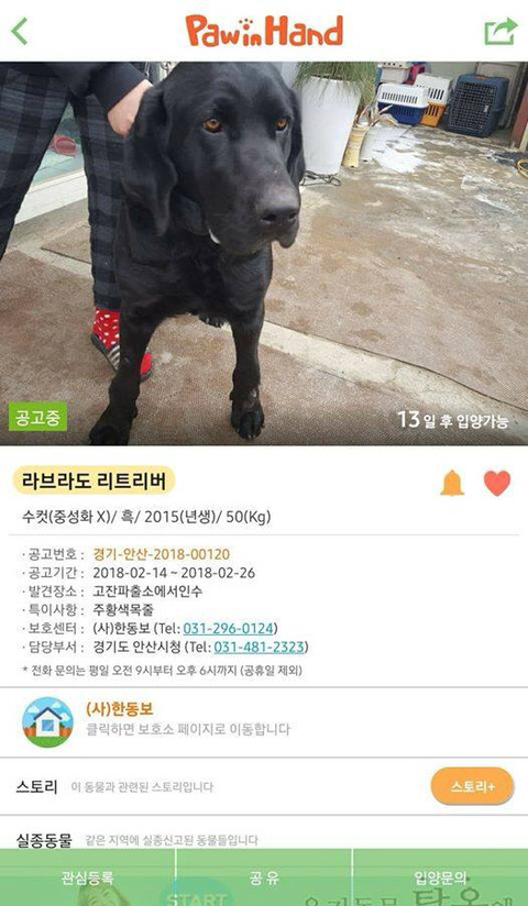 염산테러당한 고양이 구조 도와줄 사람 (지역은 대구래) 제발 관심 가져줘 엄청 급한일이래 +칼안락사 될 강아지 한마리도 있어 (((상처 사진 주의))) | 인스티즈