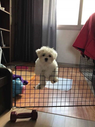 탈출하다가 걸린 강아지 | 인스티즈