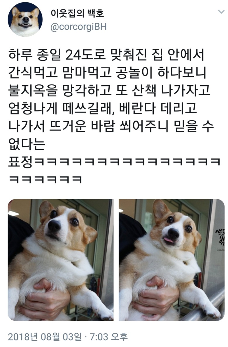 더위에 충격먹은 댕댕이.jpg | 인스티즈