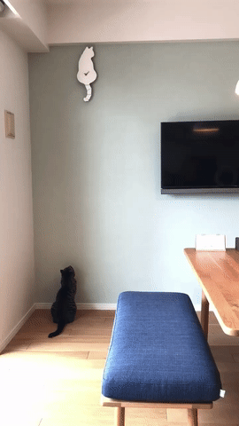 고양이 미치게 하는 시계 | 인스티즈