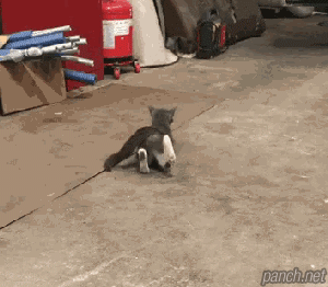 스트레칭하는 고양이.gif | 인스티즈