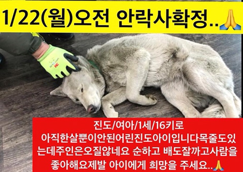 낼 안락사될 아이들 세마리 보고가줘ㅠㅠㅠ 공유라도 부탁할게 지나치지말아줘..!! | 인스티즈