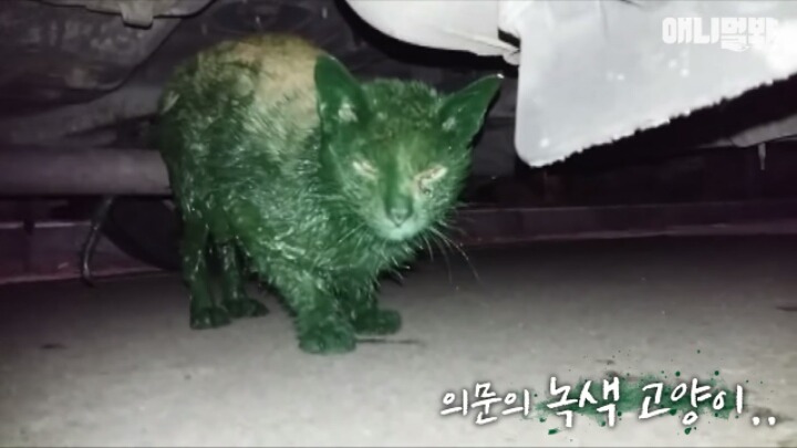 길고양이 학대하는 방법도 이젠 | 인스티즈