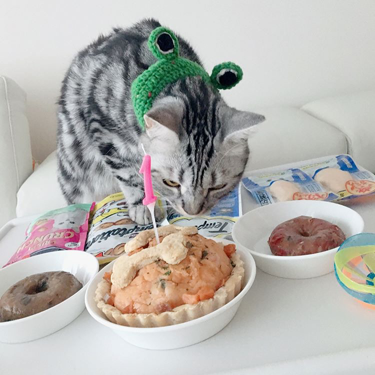 오늘자 고양이 생일파티 해준 전효성 ㅋㅋㅋㅋㅋㅋㅋㅋㅋ | 인스티즈